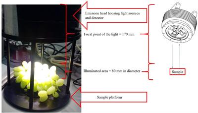 Classification of Browning on Intact Table Grape Bunches Using Near-Infrared Spectroscopy Coupled With Partial Least Squares-Discriminant Analysis and Artificial Neural Networks